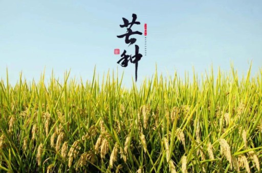 芒種到，防苦夏，祛濕很重要。